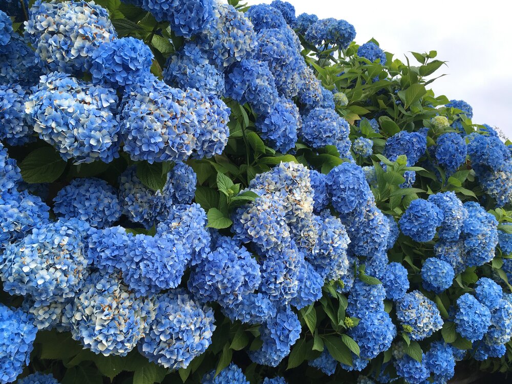 Jersey flowers