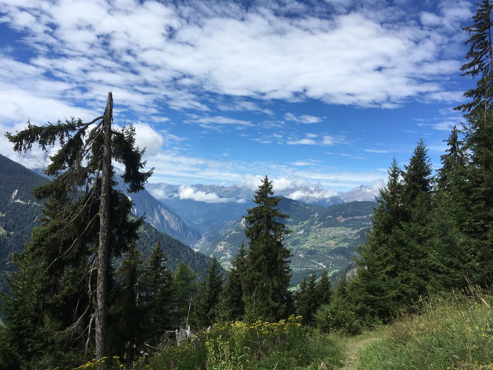 IMG_2018.jpeg