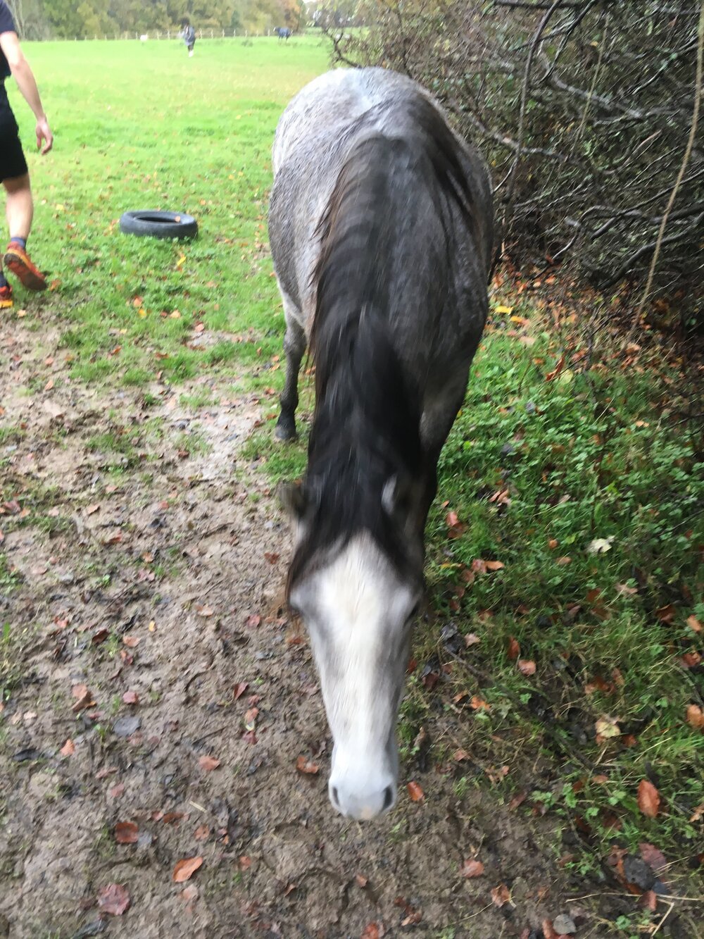 VANGUARD WAY horse