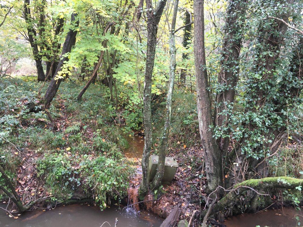 VANGUARD WAY woods